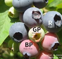 Blueberry Sorting Machine - MSW Technology Group