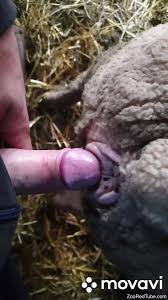 Uncut cock punishing a sheeps hot hole from behind