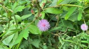 Image result for Mimosa invisa