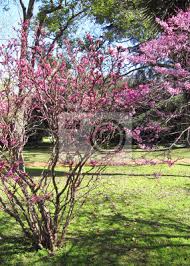 Zwergsträucher bieten pflanzenliebhabern auch auf. Rosa Bluhende Straucher In Einem Botanischen Fruhlingsgarten Fototapete Fototapeten Gepflegt Kultivierung Blute Myloview De