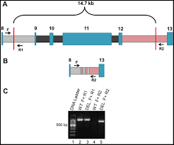 Image result for BRCA1
