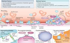 Image result for Platelet Dysfunction