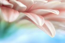 Aromatic flowers is a world of warcraft object that can be found in ardenweald. 34 Gorgeous Photos Of Flowers That Will Wow You Viewbug Com