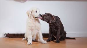 Golden Retriever Vs Labrador Retriever What S The Difference