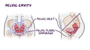 Inferior end of sacrum lateral attachment: Anatomy Of The Pelvic Cavity Osmosis