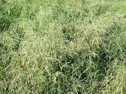 Maybe you would like to learn more about one of these? Red River Crabgrass Johnston Seed Company