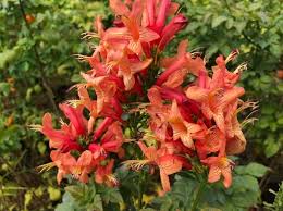 Image result for Tecoma capensis