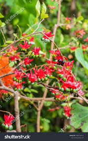 Image result for Ochna atropurpurea