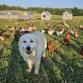 Blue Hill Heritage Trust- Farmland Forever Fundraiser