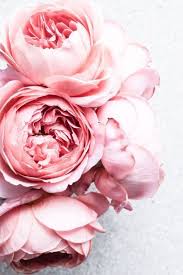 Pink Garden Roses Rosas Amor Flores Peonias Cor De Rosa