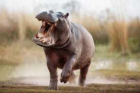 Image result for Hippobromus