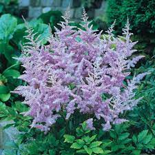Spring savings sale top 20 flowers. Buy Lavender Astilbe Shade Perennials For Sale Breck S
