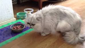 Untuk memenuhi nutrisinya, makanan kucing atau cat food dari berbagai merk banyak bermunculan. Resep Membuat Makanan Kucing Anggora Islampos