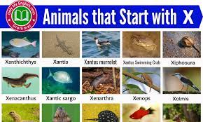 Some of my favorite info resources are the iucn redlist, arkive, fishbase, the cornell lab of ornithology, encyclopedia of life, & one zoom. 20 Animals That Start With X Animals Beginning With X Onlymyenglish