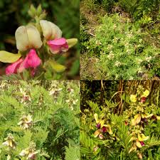 Image result for Tephrosia rhodesica