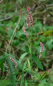 Image result for Persicaria strigosa