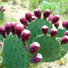 Nutritional benefits of prickly pear. Nopal Cactus Health Benefits Cactus Benefits Prickly Pear Cactus Prickly Pear
