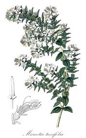 Image result for Dichaetanthera corymbosa