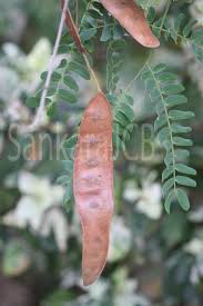 Image result for Albizia odoratissima