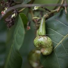 Image result for Anacardium occidentale