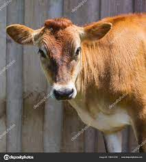 Jersey Cow In Front Of Wooden Background Stock Photo Image By C Urbancowboy 156313798
