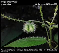 Image result for Tragia rupestris