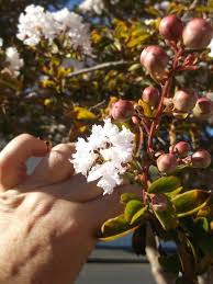 This name came from the herb moss pink, or wild ground phlox, which is one of the earliest widespread flowers of the spring. Garden Flowers Names