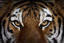40 Breathtaking Portraits Capture The True Beauty Of Wildlife Tiger Face Angry Tiger Tiger Wallpaper