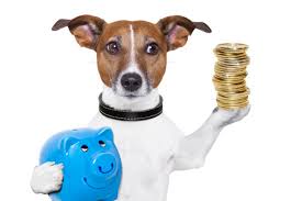 Hast du gerade frisch einen neuen hund adoptiert, ist es zunächst ratsam, dass du dem hund ein wenig eingewöhnungszeit bei dir gibst, bevor du dich in ein für euch beide gänzlich unbekanntes umfeld in die hundeschule begibst Hundeschule Kosten So Teuer Ist Hundetraining In Einer Hundeschule