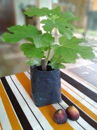 Para pembaca berminat untuk menanam pokok ini? Harga Pokok Tin
