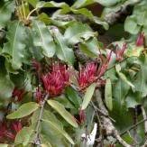 Image result for Tapinanthus dependens