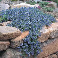 They limit weed growth, stabilize slopes, and add interest this leaves the ground bare and exposed, opening it up to potential weed issues and soil erosion. Rock Garden Groundcover Collection High Country Gardens
