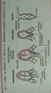 Their heart consists of one auricle or atrium, and one ventricle. How Fishes With Two Chambered Heart Can Survive Brainly In