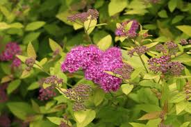 Image result for spirea japonica gold princess