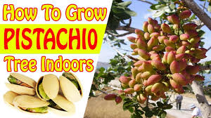 Find & download free graphic resources for pistachio. How To Grow Pistachios Indoors Gardening Story Youtube