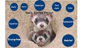 Black Footed Ferret By Thomas Clouthier On Prezi Next