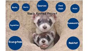 black footed ferret by thomas clouthier on prezi next