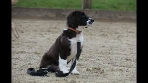 The patpet training dog collar comes with sound, vibration and shock options for you to choose from for your english springer spaniel. Lucky Springer X Collie Puppy 5 Week Residential Dog Training At Adolescent Dogs Youtube