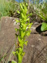 Image result for Habenaria lithophila