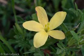 Image result for Menodora heterophylla