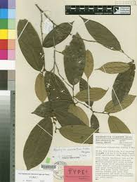 Image result for Afrostyrax