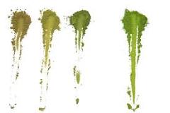 How Can You Tell Good Matcha From Bad Matcha -- Color is Key ...