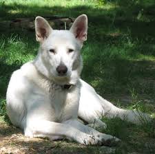 White German Shepherd Male On Grass White German Shepherd German Shepherd German Shorthaired Pointer