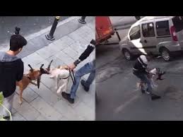 Istanbul Gaziosmanpasa Da Pitbull Vahseti Kediyi Parcaladilar Youtube