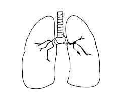 The heart the heart pumps blood to the lungs and other parts of the body. Lung Coloring Page Coloringcrew Com