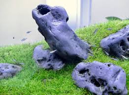 Image result for Eleocharis setifolia