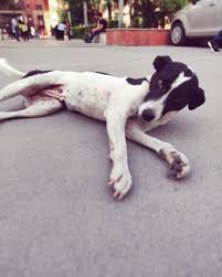 Draw Me Like One Of Your French Girls Jack Meghaaajoshiii Friday Weekend September Titanic Jackda Dog Lovers French Girls Doggy