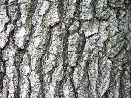 The latin name is liquidambar styraciflua , while the common name isâ also be known as redgum.it is a native american tree from the eastern part of north america. The Most Dangerous Tree In The Suburbs American Orchard