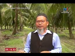 Kami menjual anak pokok kelapa matag yang sedia boleh ditanam terus. Spm 2017 Bingkisan Pendebungaan Kelapa Matag 14 Feb 2017 Youtube