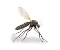 He has designed many popular michigan flies, including the madsen skunk. Common Types Of Flies Ehrlich Pest Control